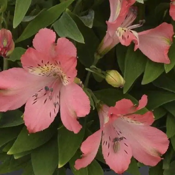 Alstremeria Inca Coral – kompaktowy pokrój